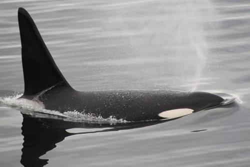 Alaskandream - Killer whale