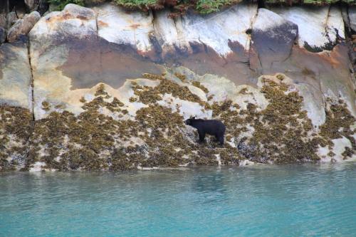 Alaskandream - Tracy arm bear