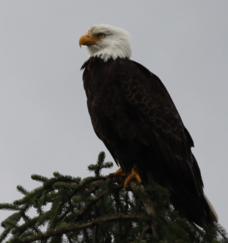 Alaskandream - bald eagle
