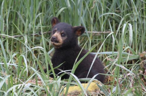 Alaskandream - bear cub
