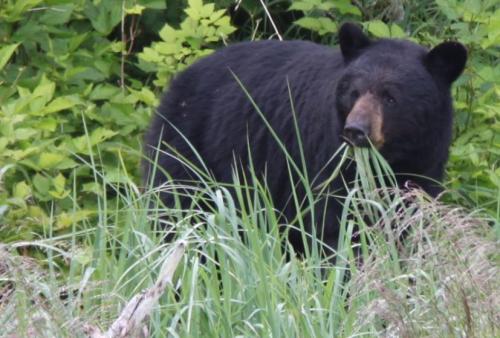 Alaskandream - mother bear