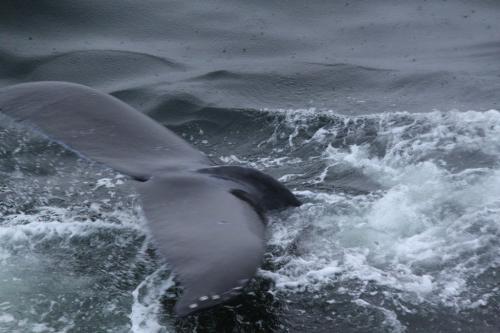 Alaskandream - tail whale