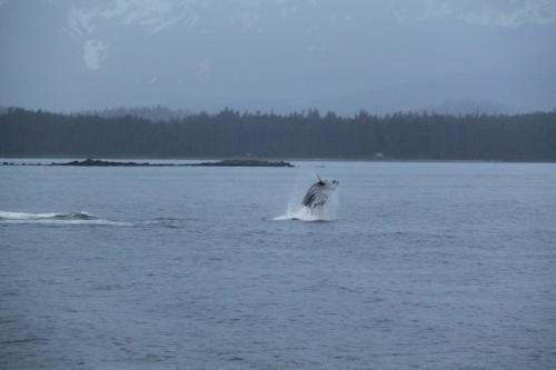 Alaskandream - whale jump