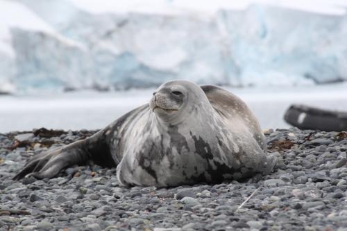 Antarctica - Close up zeehond