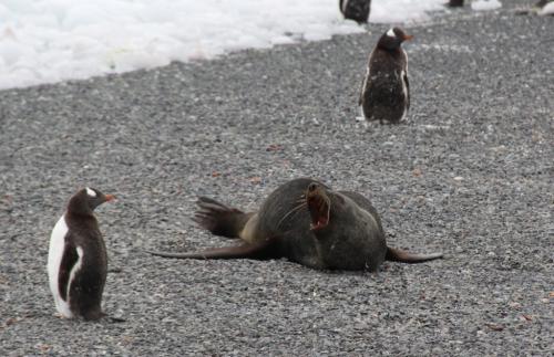 Antarctica - Confront Pinguin Zeehond