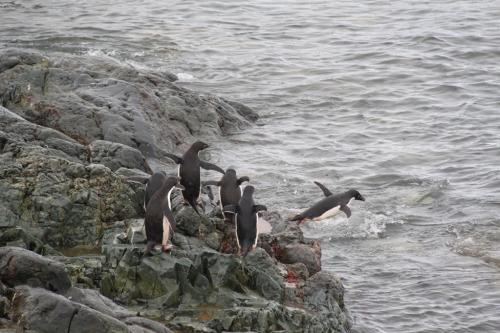 Antarctica - Diving pinguin