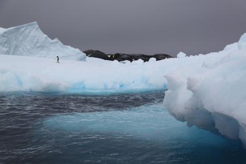 Antarctica - Eenzame Pinguin