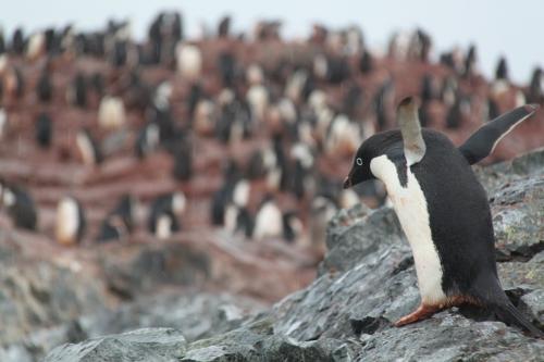 Antarctica - Flying Pinguin