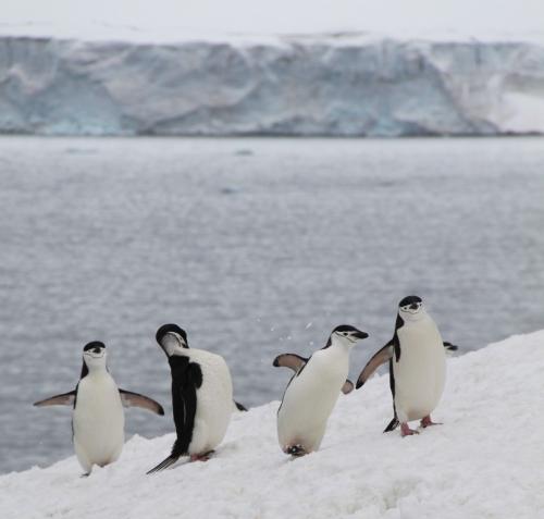 Antarctica - Happy feet