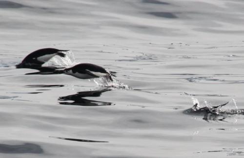 Antarctica - Jumping pinguins