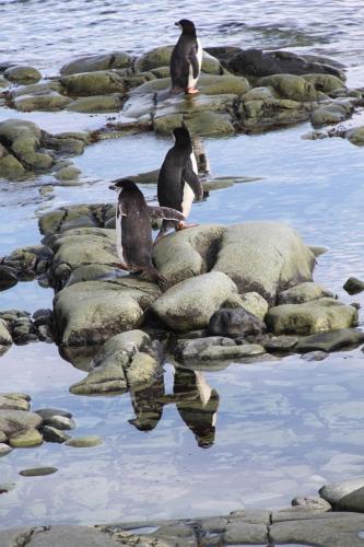 Antarctica - Mirror Pinguin