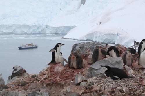 Antarctica - Mother Pinguin & Cubs