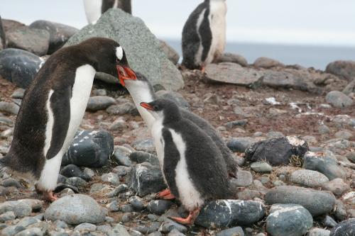 Antarctica - Pinguin feeding