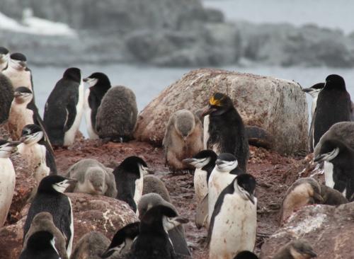 Antarctica - Pinguin imperium
