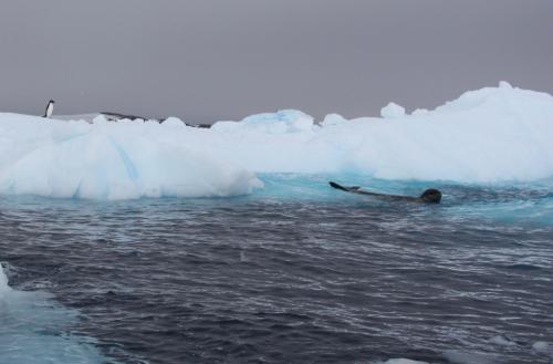 Antarctica - Prooi voor zeehond