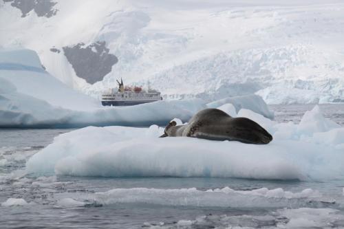 Antarctica - Schip met zeehond