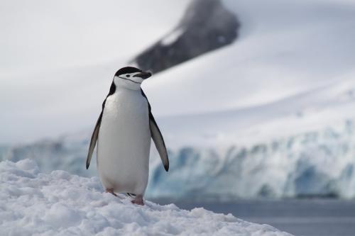 Antarctica - Solo pinguin