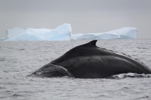 Antarctica - Walvis rug