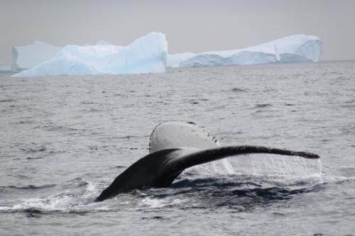 Antarctica - Walvis staart