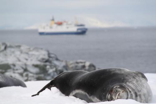 Antarctica - Zeehonden overdekte stranden