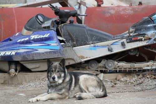 Arctic - dogsled & snowmobile