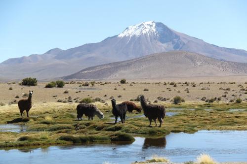 Atacama - Black lama's