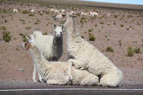 Atacama - Driftige lama