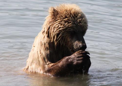 Bearcamp - beer bidt