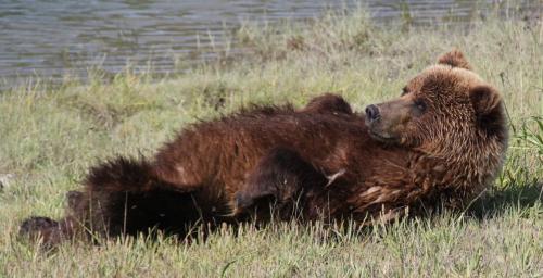 Bearcamp - beer ruglig