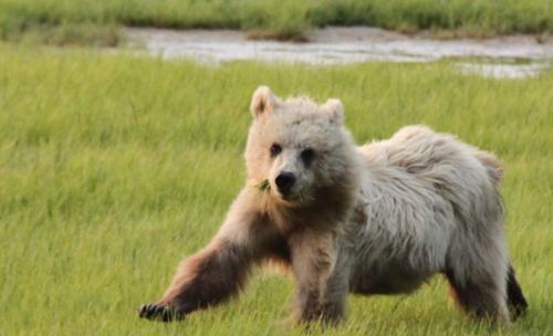 Bearcamp - blondie op de vlucht