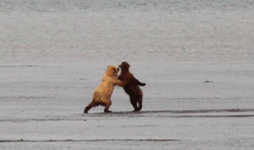 Bearcamp - dansende beren