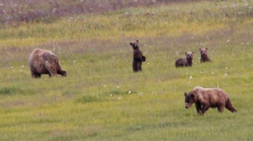 Bearcamp - mum & nieuwsgierige drieling