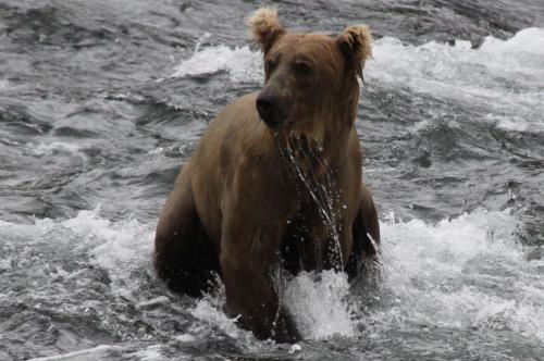 Bearcamp - ongeduldige young adult