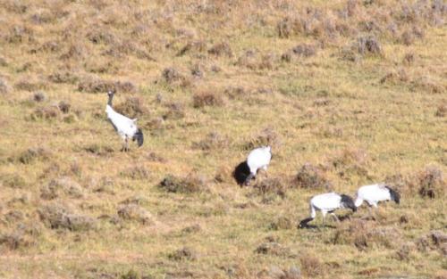 Bhutan - black neck cranes