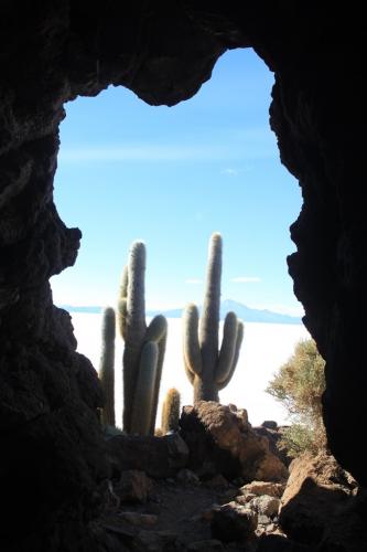 Bolivia - venster cactussen