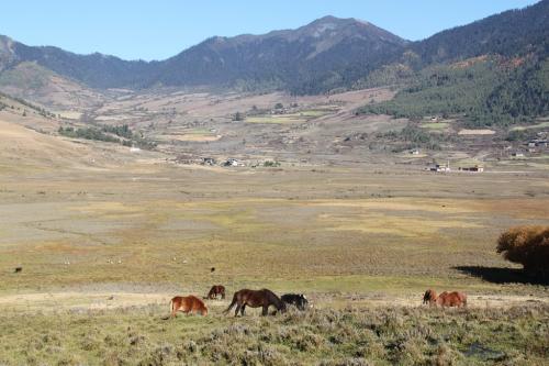 Buthan - Horses in Phobjikha valley