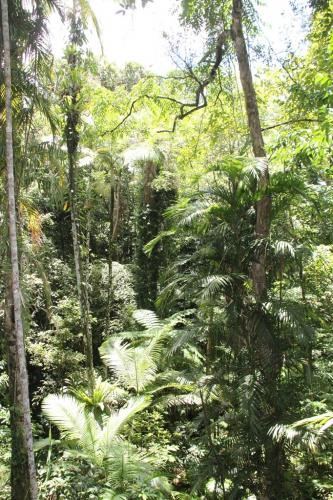 Daintree - Rainforest dicovery center
