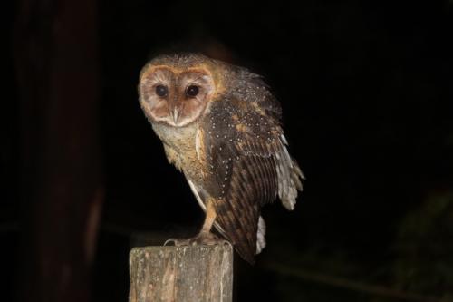 Ecuador - Owl
