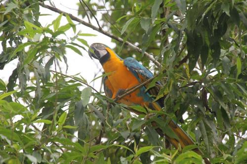 Ecuador - Papegaai