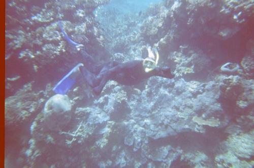 GBR - diving erwin