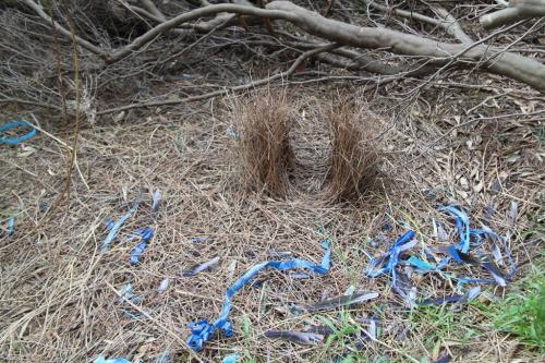 GOR - Bowerbird