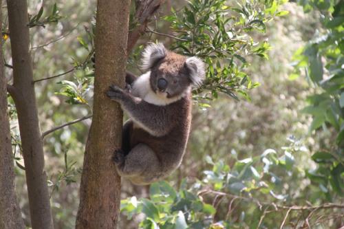 GOR - Koala