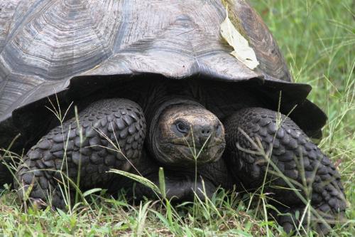 Galapagos - Schildpad close up