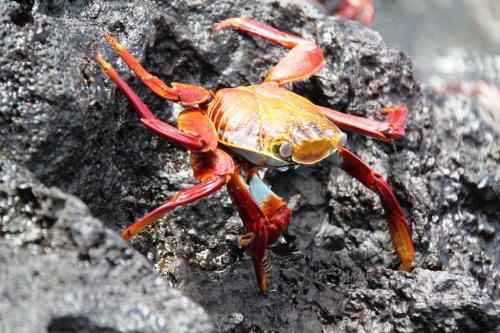 Galapagos - Single krab