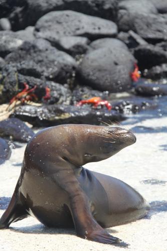 Galapagos - Stretching sealion