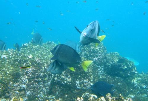 Galapagos - Vissen in groep