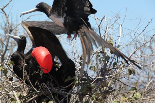Galapagos - Vogels reunie