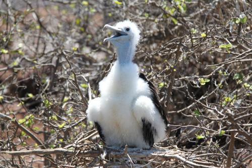 Galapagos - Young bird
