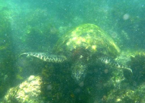 Galapagos - Zee schildpad
