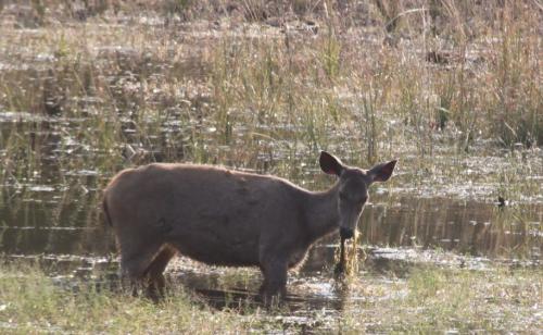 India - Hert eet wier